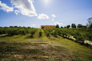 a house on a hill with a field of vines at La Vigna 1803 in Casa Gagliano +3 photos