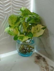 Gallery image of Selah Boutique Hotel in Dipolog +11 photos