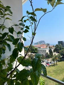 a plant with green leaves on a balcony at Leona Residences Apartment in Budva