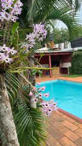 un albero con fiori viola accanto a una piscina di Mango Home Iguazú a Puerto Iguazú