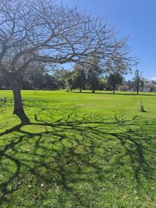 un arbre projette une ombre sur un champ vert dans l'établissement Prático e Aconchegante, à Porto Alegre