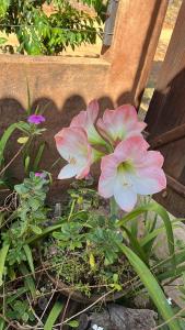 Afbeelding uit fotogalerij van Camping do Caminho- Suites in Pirenópolis