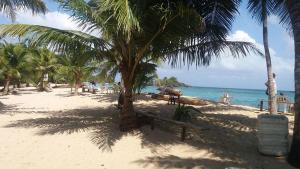 a sandy beach with palm trees and the ocean at Hotel Santiago Plaza Acandí in Acanti