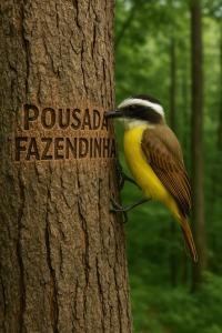 a bird perched on the side of a tree at Hotel Pousada Fazendinha in Nazaré Paulista