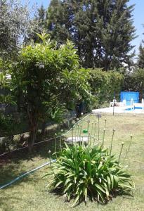 ein Garten mit einem Schlauch, der an einen Baum angeschlossen ist in der Unterkunft Vistalba Country in Ciudad Lujan de Cuyo