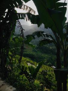 a view of a valley from a banana tree at Heeloya mount view garden in Teldeniya