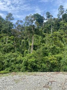 a forest of trees and bushes with a rocky field at Green View Homestay & Jungle Trekking in Bukit Lawang