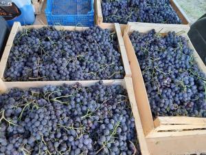 four boxes of blueberries sitting on display at a market at Les Jardins de Castelange in Le Thoronet +23 photos