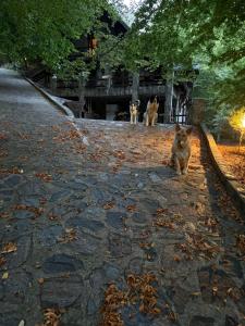 Ảnh trong thư viện ảnh của Pensiunea Lac ở Arefu