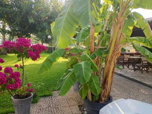 un bananier dans un jardin avec des fleurs roses dans l'établissement 4 Seasons Suites Paradise Athens Airport, à Markopoulon 37 autres photos