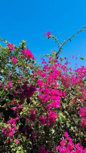 une brousse de fleurs roses avec un ciel bleu en arrière-plan dans l'établissement Casa Wayra, à Barra Grande