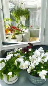 Φωτογραφία από το άλμπουμ του Cozy house near Santa Claus στο Ροβανιέμι