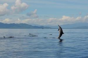 Ảnh trong thư viện ảnh của Bunaken Jhon Homestay ở Manado