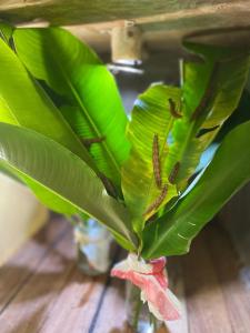 Φωτογραφία από το άλμπουμ του Hotel & Mariposario Mayan Hills Resort σε Copan Ruinas