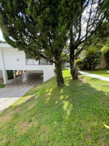 a tree in a grassy yard with a white building at Bergamota Hostel in Curitiba