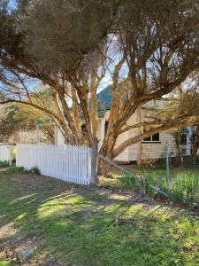 a tree in a yard next to a white fence at Lavender Cottage in Sofala