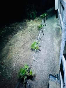 a row of benches with plants on the ground at Villa Palma in Tbilisi City