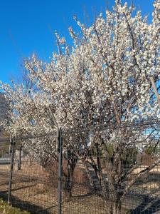 a tree with white flowers on it behind a fence at N's room & park ,Tokyo, Guest House - Vacation STAY 18814 in Tokyo