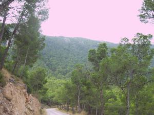 uma estrada de terra com árvores ao lado de uma montanha em Aljibe de Monastrell em Ricote