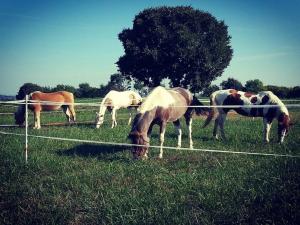 Zvieratá na farme alebo blízkom okolí