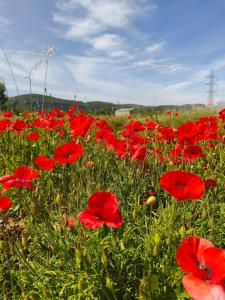 einem Feld mit rotem Mohn in der Unterkunft Rincón del Bierzo in Borrenes