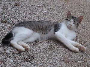 Ospiti di Borgo Buciardella con animali domestici