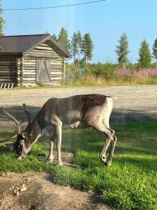 Dyr i chaletet eller i nærheden