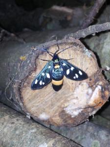 Altri animali domestici presso l'agriturismo o nei dintorni