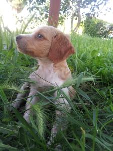 Ospiti di Borgo Buciardella con animali domestici