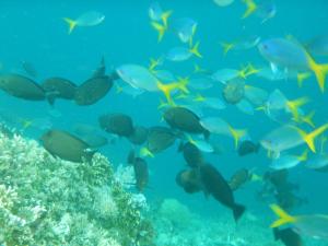 a school of fish swimming in the ocean at Walking Shark Guest House in Besir