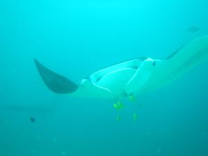 a whale in the ocean with a blue background at Walking Shark Guest House in Besir