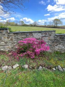 eine Ziegelmauer mit rosa Blumen davor in der Unterkunft Buddleia Cottage Trewoon, St Austell in St Austell