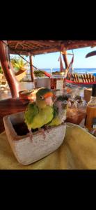 two birds sitting in a bowl on a table at Coco Paradiso in Mechapa +150 photos