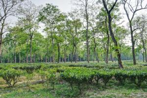a plantation of tea plants in a forest at Hotel O Heritage Nest Resort Kazirnga in Kāziranga