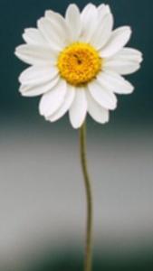 a white flower with a yellow center in a vase at La Margarita in Argentina