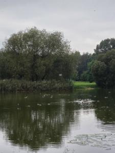 a body of water with trees and ducks in it at Jaukus butas prie parkelio in Klaipėda