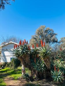 eine Gruppe roter Pflanzen vor einem Haus in der Unterkunft Thronum Cottage in Mangoplah