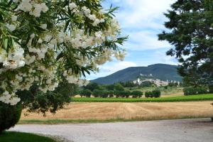 uma árvore com flores brancas num campo com um castelo em Camere I Monelli em Assis
