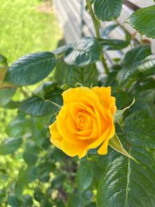 a yellow rose is growing next to a bench at La gildasienne in Saint-Gildas-de-Rhuys +2 photos