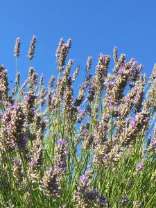 Zahrada ubytování Casa di Lavanda