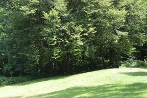 a lush green field with trees in the background at Pause Nature N in La Calamine