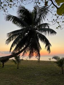 a palm tree on the beach with the sunset in the background at Villa zakitoo in Sainte Marie