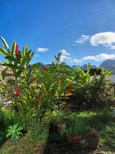 a garden with plants and flowers on the grass at Senteurs tropicales in LʼEntre-Deux +2 photos