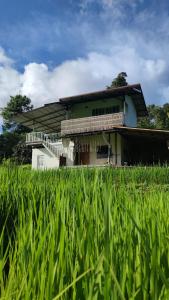 a house in the middle of a field of grass at Yut Homestay in Pang Ung +13 photos