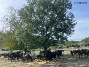 Una manada de caballos de pie bajo un árbol en Agrimar, en Magliano Romano