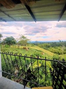 a view from a balcony of a field with cows at Betania Alojamiento Rural Quindío Eje Cafetero espectacular! in Circasia