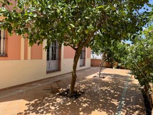 a tree in the middle of a courtyard at Chalet San Francisco in Sanlúcar de Barrameda +35 photos