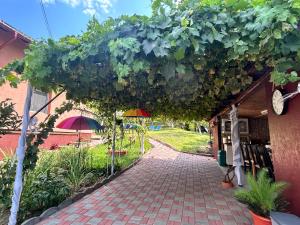 a walkway with a bunch of vines on a building at Casa Eliana in Călimăneşti
