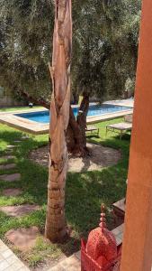 a palm tree with a red object next to it at Spacious and comfortable villa in Marrakesh +10 photos