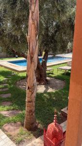 a palm tree with a red object next to it at Spacious and comfortable villa in Marrakesh +10 photos